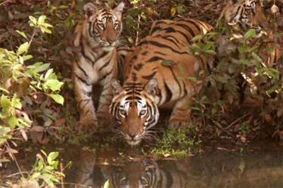 Bardia National Park