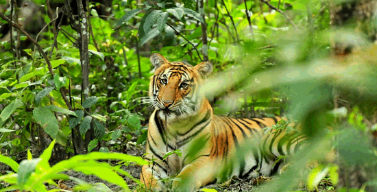 Chitwan National Park 