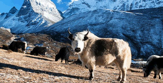 Sagarmatha National Park 