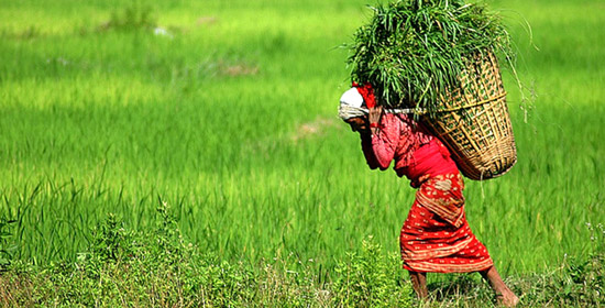 Explore Nepal: Woman and Doko