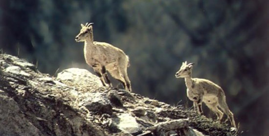 Kanchenjunga Conservation Area