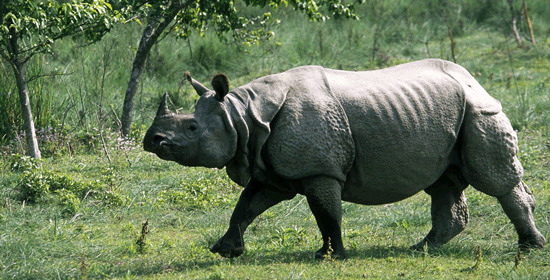 Bardia National Park 