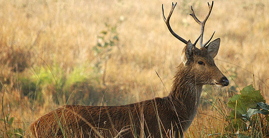 Shukla Phanta Wildlife Reserve