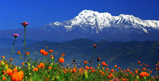 Explore Nepal: Flowers and Mountain
